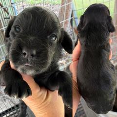 Girl - Black female English Cocker Spaniel puppy in Millen, Georgia from Pine Hill Kennels