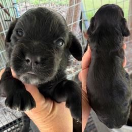 Girl - Black female English Cocker Spaniel puppy in Millen, Georgia from Pine Hill Kennels