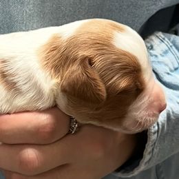Remi boy 3 - White and orange male Brittany puppy in Floyd Knobs, Indiana from Cross Creek Brittanys