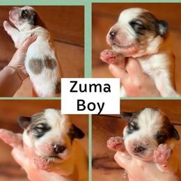 Zuma - White and badger male Great Pyrenees puppy in Paw Paw, Michigan from Mulberry Meadow Farms
