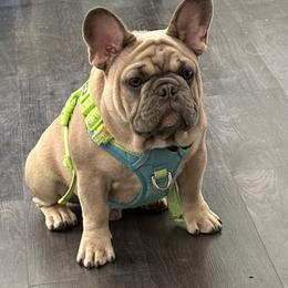 French Bulldog Puppies from Top Billin' Frenchies, LLC