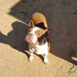Kate - Boston Terrier