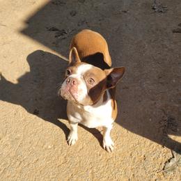 Kate - Boston Terrier