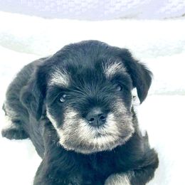 Miniature Schnauzer Puppies from Divine Miniature Schnauzers