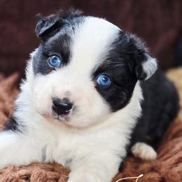 Jolie - Black & white female Australian Shepherd puppy in Ennis, Texas from God’s Little Aussies