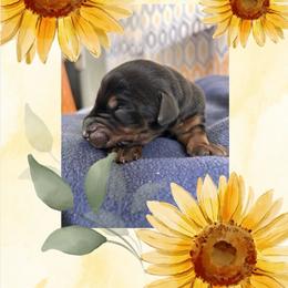 Boy 4 - Black and rust male Doberman Pinscher puppy in Neshkoro, Wisconsin from Sky’s Dobermans