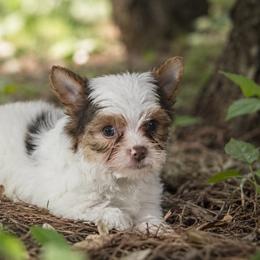 Charlie - AKC - Chocolate, tan and white male Yorkshire Terrier puppy in Calhoun, Georgia from Peach State Yorkies