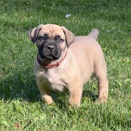 Copper (Brown Collar) - Reddish brown male Boerboel puppy in Manitowoc, Wisconsin from Mae Boerboel