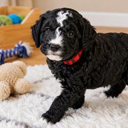 Puppy 2 - Black and white male Aussiedoodle puppy in Albertville, Alabama from Home Sweet Home Doodles LLC