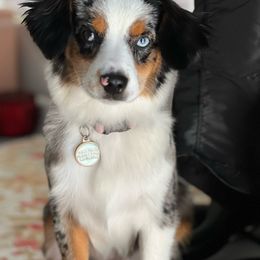 Blake - Toy Australian Shepherd