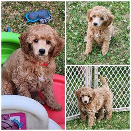Red collar puppy 3 - Red  male Poodle puppy in Elma, Washington from Joyful Paw Poodles