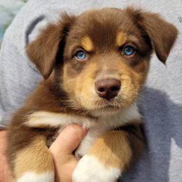 Australian Shepherd Puppies from Triple M Aussies