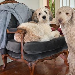 Saint Berdoodle puppies from Darling Saint Berdoodles