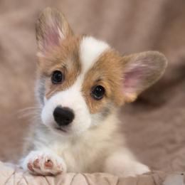 Pie - Red female Pembroke Welsh Corgi puppy in Colbert, Washington from Siclair Crowns Corgis