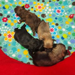Chocolate Girl - Chocolate female Havanese puppy in Vinita, Oklahoma from Locust Creek Shih Tzu & Havanese