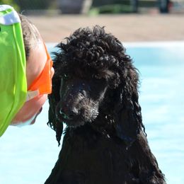 Poodle Puppies from D and D Standard Poodles