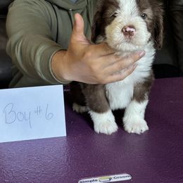 Bearded Collie Puppies from Aberlour Bearded Collies
