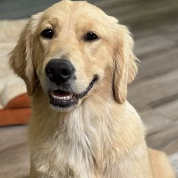 Golden Retriever Puppies from Dani’s Dawgs