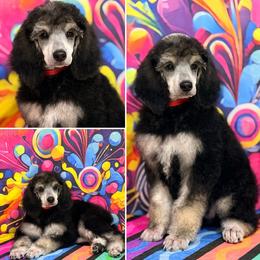 Red - Black female Poodle puppy in Houma, Louisiana from Smart Azz Poodles