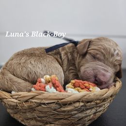 Black Boy - Red male Labradoodle puppy in Payson, Utah from Utah County Labradoodles