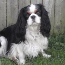 Cavalier King Charles Spaniel Puppies from Herrmann’s Royal Court of Cavalier King Charles Spaniel