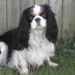 Cavalier King Charles Spaniel Puppies from Herrmann’s Royal Court of Cavalier King Charles Spaniel