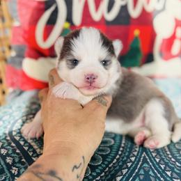 Girl 2 - Blue female Pomsky puppy in Yavapai County, Arizona from Pawsh Pomskies