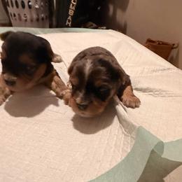 Boy 4 - Parti male Yorkshire Terrier puppy in Lumberton, North Carolina from Shaquitta's Yorkshire Terriers