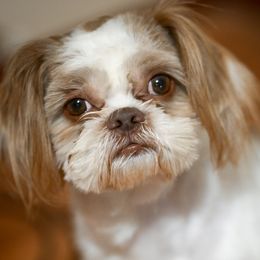 Chester - Shih Tzu