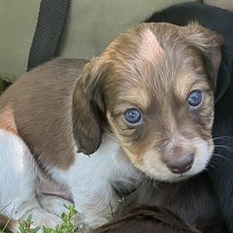 Cooper - AKC Rare Blue-Eyed Piebald Gentleman - Piebald male Dachshund puppy in Monroe City, Indiana from Monroe’s Hillcrest Dachshunds