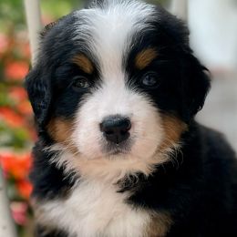 Doris - Bernese Mountain Dog puppy from Diamond U Berners