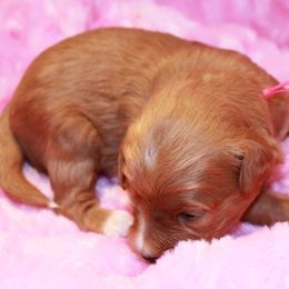 Jennie - Red  Goldendoodle puppy in Shelby Township, Michigan from Shelby Doodles MI LLC