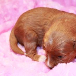 Jennie - Red  Goldendoodle puppy in Shelby Township, Michigan from Shelby Doodles MI LLC