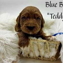 Teddy - Red  male Goldendoodle puppy in Travelers Rest, South Carolina from Bailey Mountain Doodles