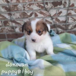 Donovan - Sable male Pembroke Welsh Corgi puppy in Nixa Or Houston, Missouri from Pistol Creek Puppies