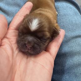 Fudge - Chocolate male Shih Tzu puppy in Toccoa, Georgia from Shorkie & Shih Tzu Haven