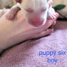 Pomsky Puppies from Nebula Ranch Pomskies