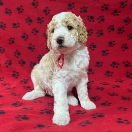 Rocket - Parti male Poodle puppy in New Britain, Connecticut from Poodles of New England