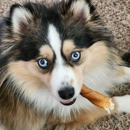Pomsky All Grown Up from Kenna'z Kuddly Pomskiez