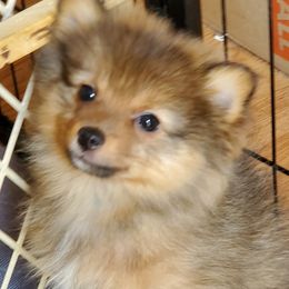 Pomeranians from MJ's Pomeranians