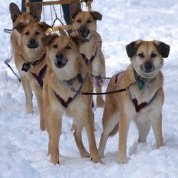 Chinooks from Vanguard Chinooks