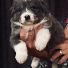 Cove - Dilute blue female Australian Shepherd puppy in Canton, Mississippi from Haven Farms Australian Shepherds