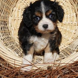 Oliver - Tri-color male Cavalier King Charles Spaniel puppy in Lula, Georgia from Cavaliers by Crumley