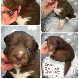 Grove - Red and white male Siberian Husky puppy in Florence, Kentucky from Moonlight Howl Huskies