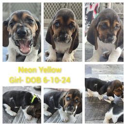 Neon Yellow AKC - Black brown and white Basset Hound puppy in Carleton, Michigan from Floppy Ears Farm