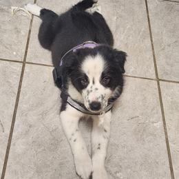 Relic - Black and white male Border Collie puppy in Ocala, Florida from Oddity Kennels