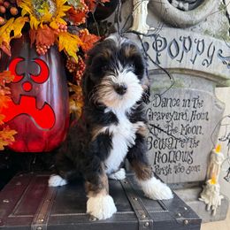 Girl 4 - Tri-color female Bernedoodle puppy in Modesto, California from Two Doods Doodles