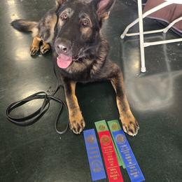 German Shepherd All Grown Up from Alten Kreigern GSD