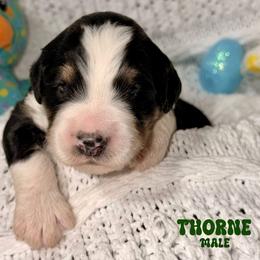 Thorne - Tri-color male Bernedoodle puppy in Beecher, Illinois from Erica’s Doodles