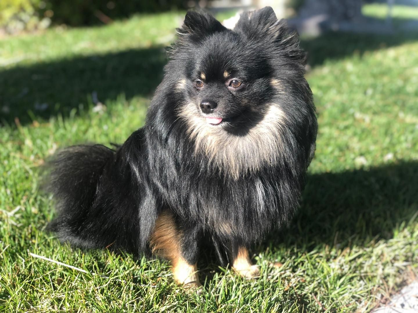 A black and tan Pomeranian sitting in the sun